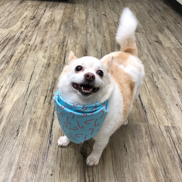 Meet your Posher, Jake - Picture 1 of 1